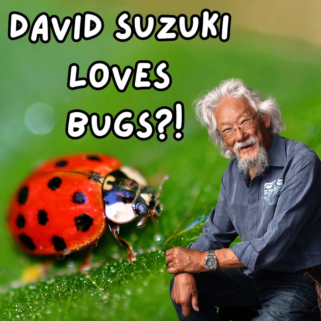 David Suzuki Loves Bugs?! David next to a large red lady bug.